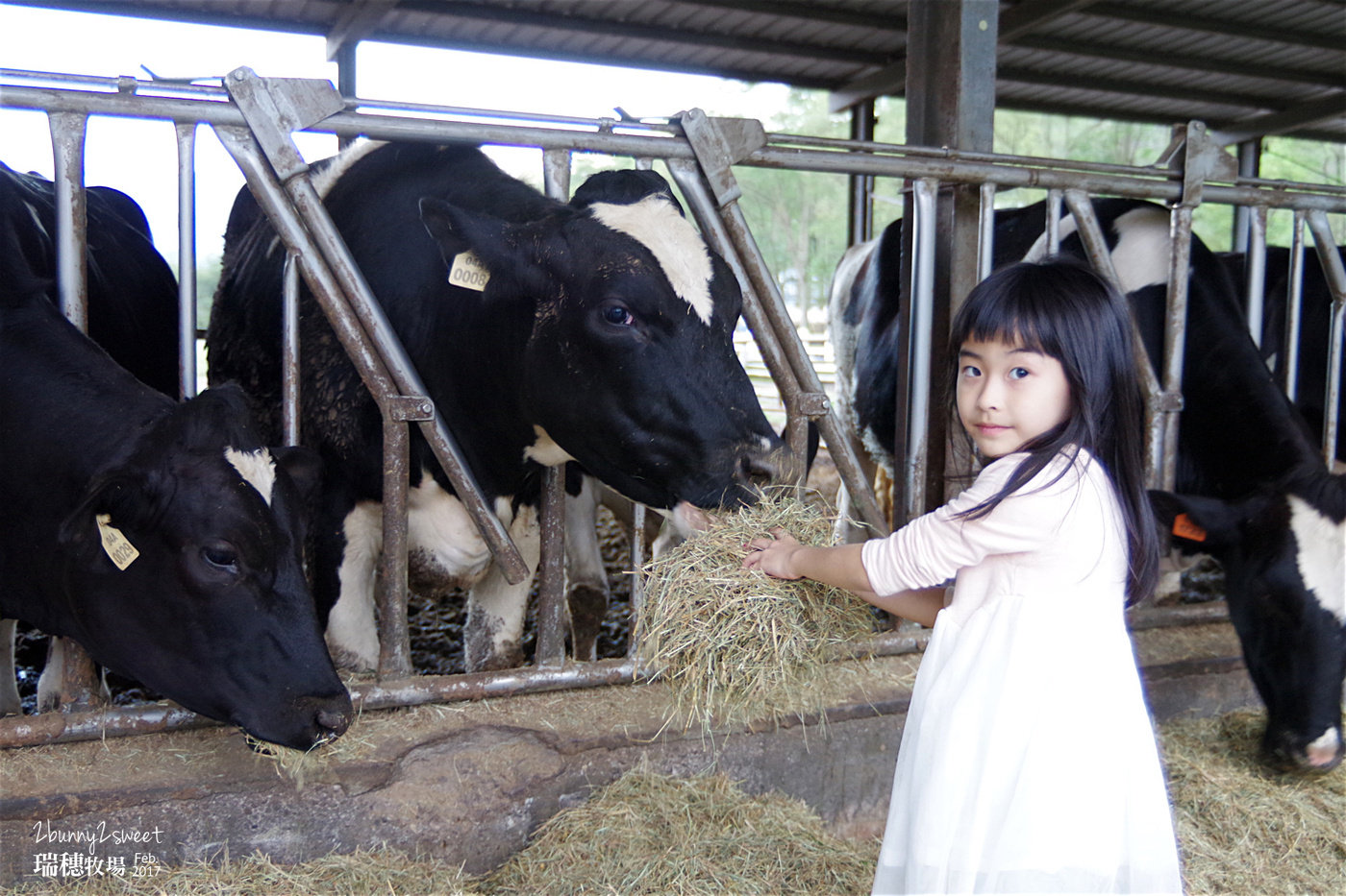 花蓮親子景點》瑞穗牧場~來去牧場餵乳牛、喝鮮奶、吃饅頭、看花海~花東縱谷親子必遊免費景點|花蓮一日遊|花東縱谷景點|台九線景點 @兔兒毛毛姊妹花 花蓮親子景點》瑞穗牧場~來去牧場餵乳牛、喝鮮奶、吃饅頭、看花海~花東縱谷親子必遊免費景點|花蓮一日遊|花東縱谷景點|台九線景點 @兔兒毛毛姊妹花