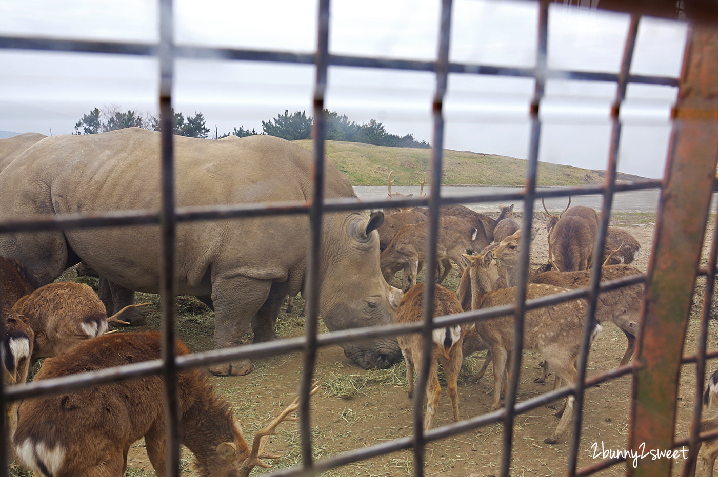 九州親子景點》九州自然野生動物園 African Safari～搭乘叢林巴士近距離餵獅子、看長頸鹿、餵大象，還有可愛動物可以互動 @兔兒毛毛姊妹花