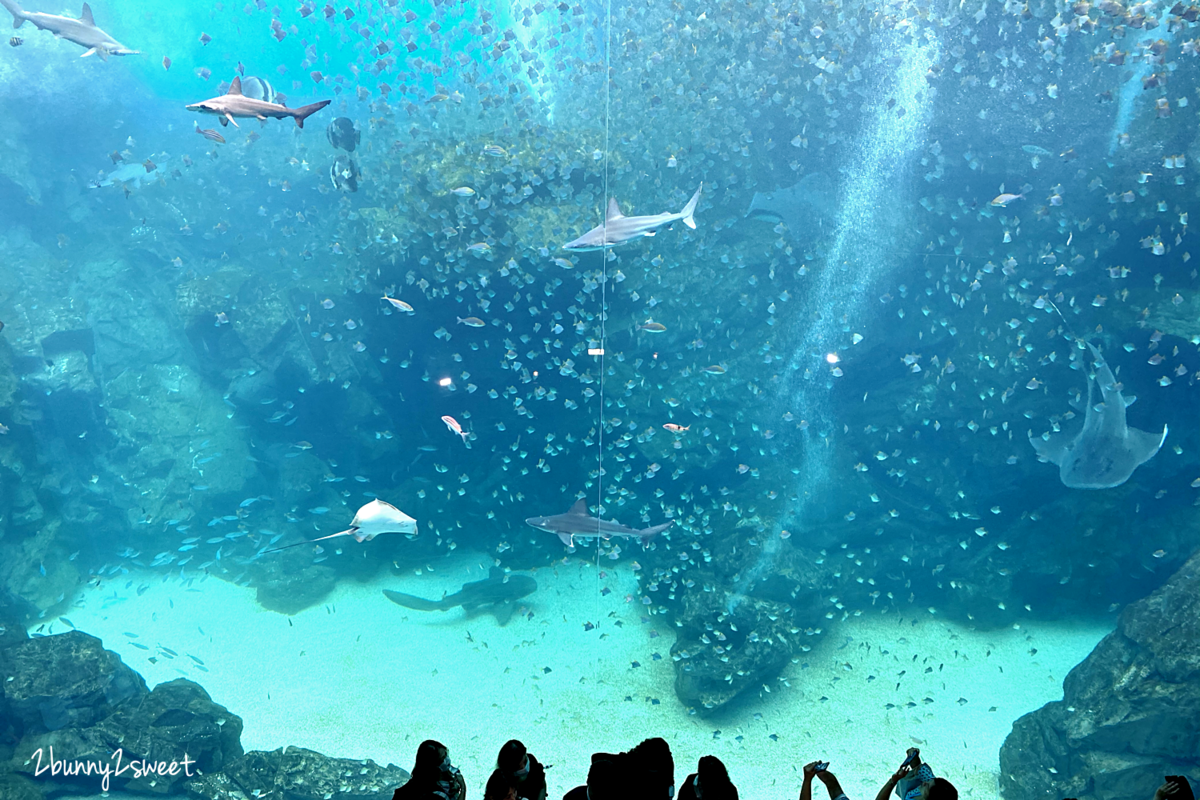 桃園景點【Xpark 水族館】日本橫濱八景島跨海打造全台首座都會型水生公園，13 大主題展區超吸睛 @兔兒毛毛姊妹花