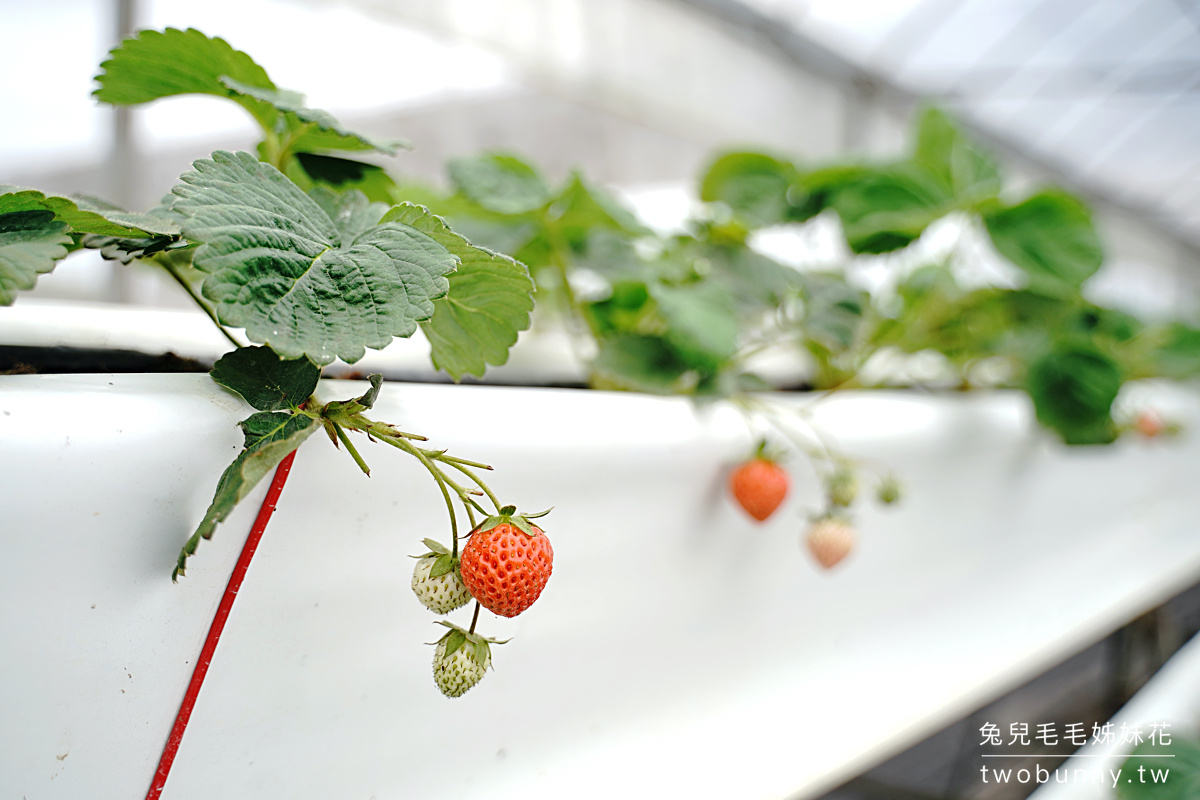 宜蘭親子景點》本事農莊～礁溪採草莓溫室農場，有機白草莓、有機水蜜桃草莓好香甜 @兔兒毛毛姊妹花