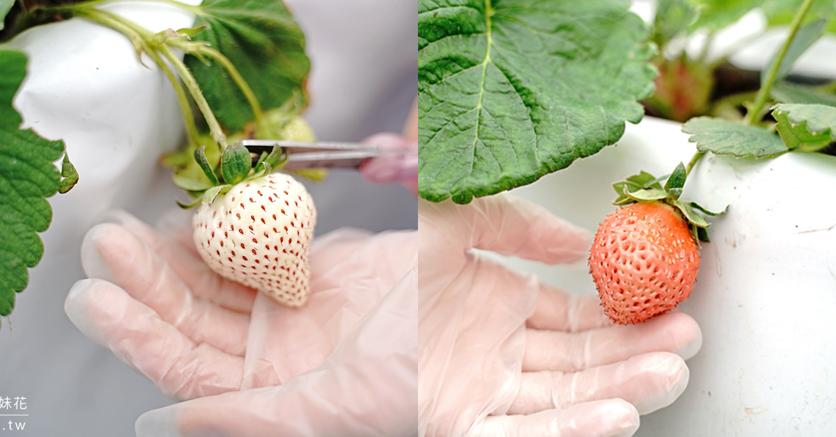 宜蘭親子景點》本事農莊～礁溪採草莓溫室農場，有機白草莓、有機水蜜桃草莓好香甜