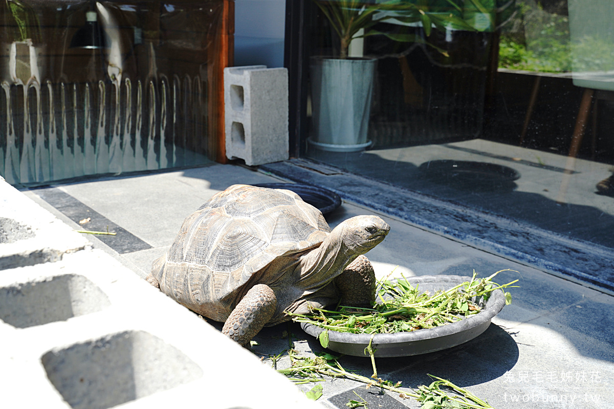 新竹親子餐廳》微迷野林咖啡廳竹北店～小動物陪喝咖啡，還能參加免費生態導覽 @兔兒毛毛姊妹花