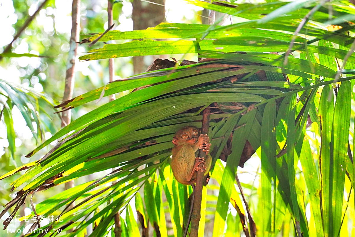 薄荷島景點》眼鏡猴保護區 Tarsier Conservation Area～來看菲律賓獨有、瀕臨絕種動物。順遊Bilar人造林 @兔兒毛毛姊妹花