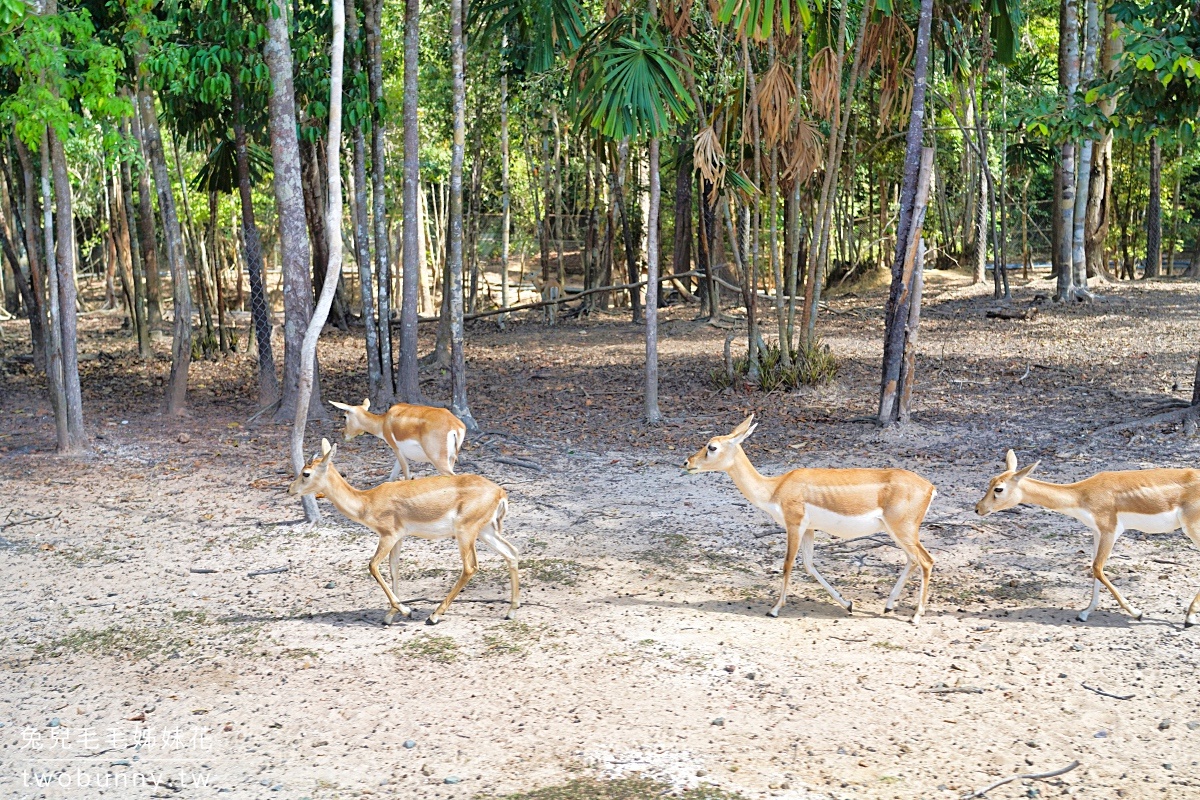 富國島珍珠野生動物園 Vinpearl Safari Phu Quoc｜長頸鹿、環尾狐猴都能近距離餵食 @兔兒毛毛姊妹花