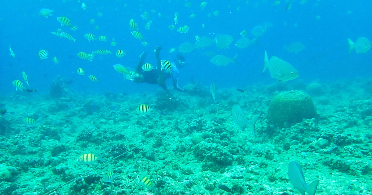 薄荷島跳島》巴里卡薩大斷層 Balicasag Island～世界級珊瑚保護區，超夢浮潛勝地 @兔兒毛毛姊妹花