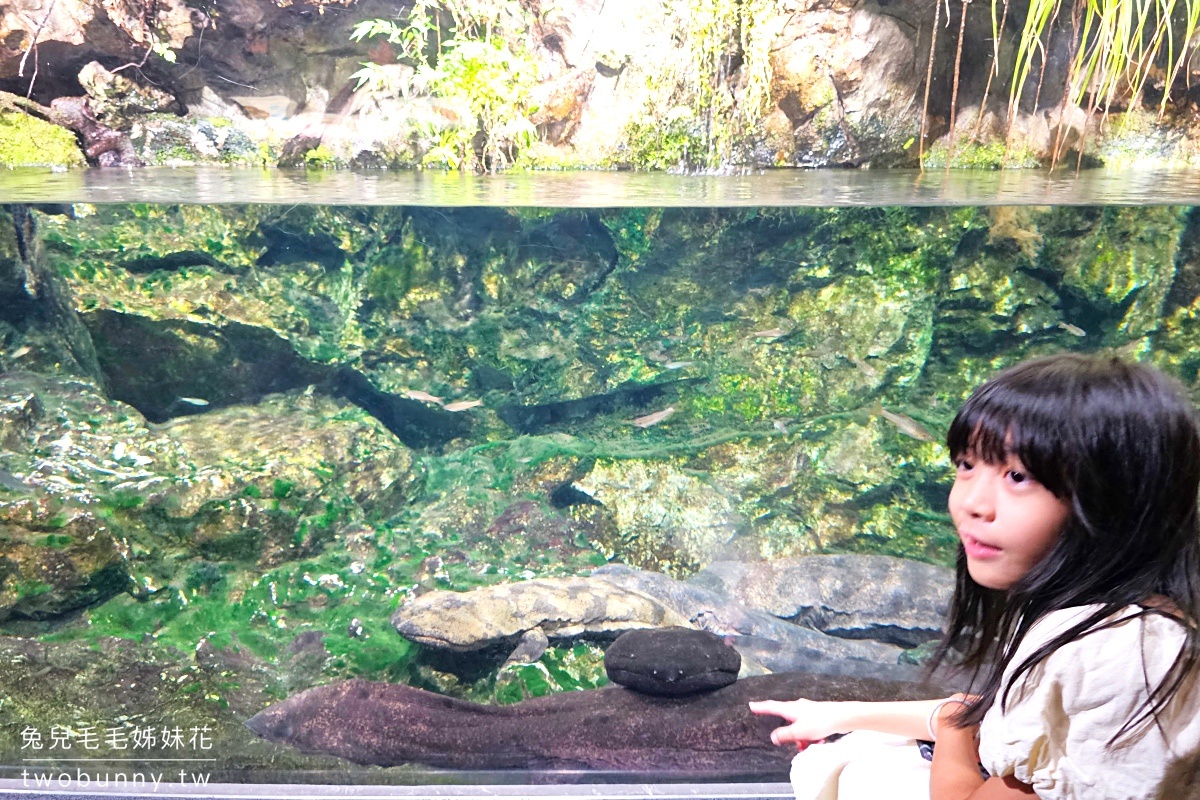 京都景點》京都水族館~巨大山椒魚太驚人!! 還有可愛企鵝、海豹、療癒水母牆 @兔兒毛毛姊妹花