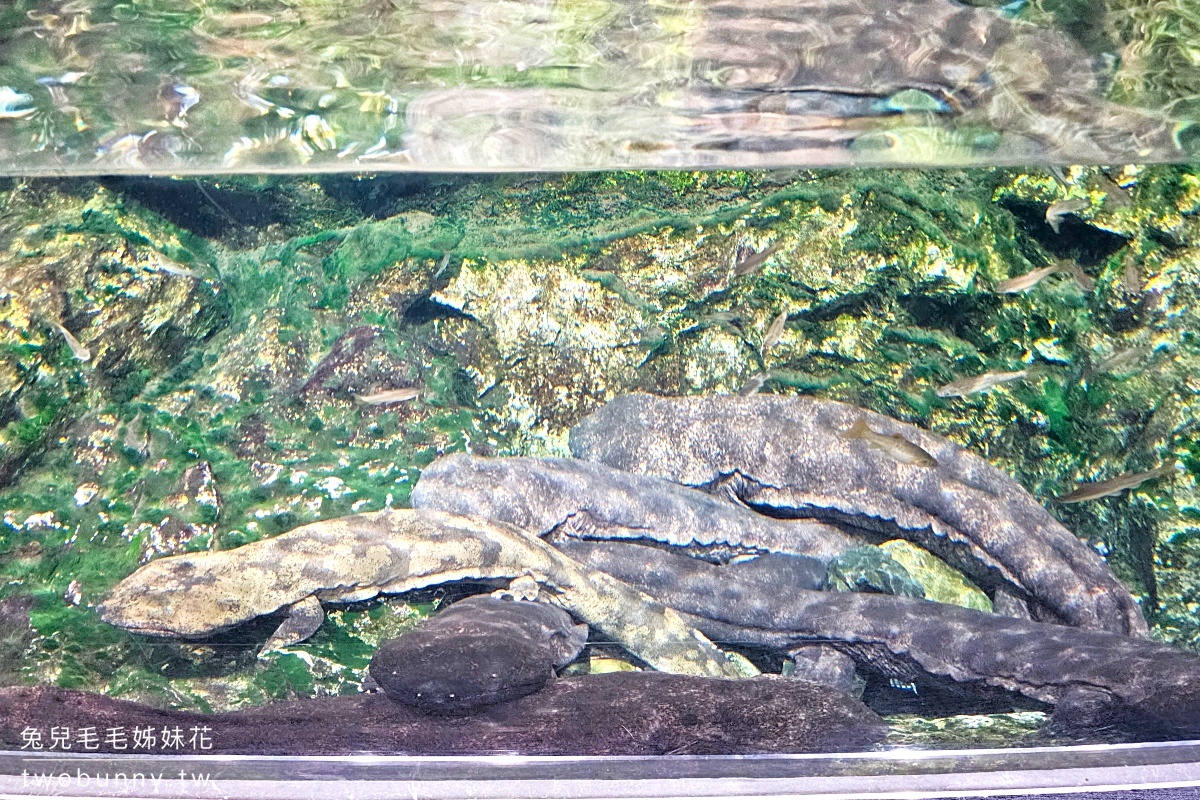 京都景點【京都水族館】巨大山椒魚太驚人!! 還有可愛企鵝、海豹、療癒水母牆 @兔兒毛毛姊妹花