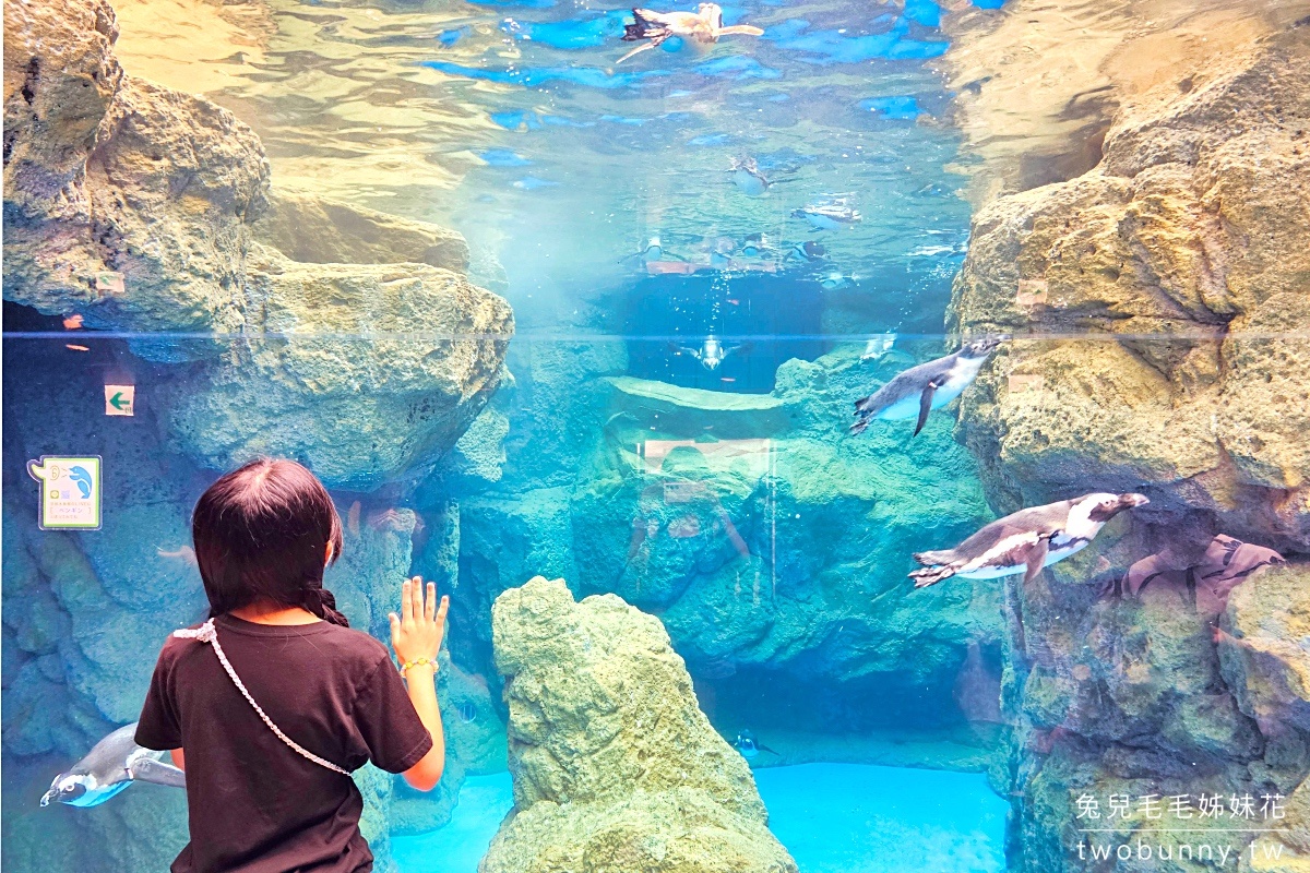 京都景點【京都水族館】巨大山椒魚太驚人!! 還有可愛企鵝、海豹、療癒水母牆 @兔兒毛毛姊妹花
