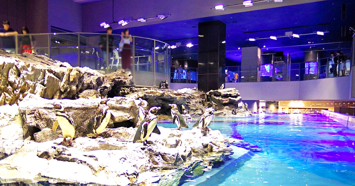 東京景點【墨田水族館】晴空塔下竟然藏了一個水族館，可以看企鵝游泳、海狗逛大街 @兔兒毛毛姊妹花