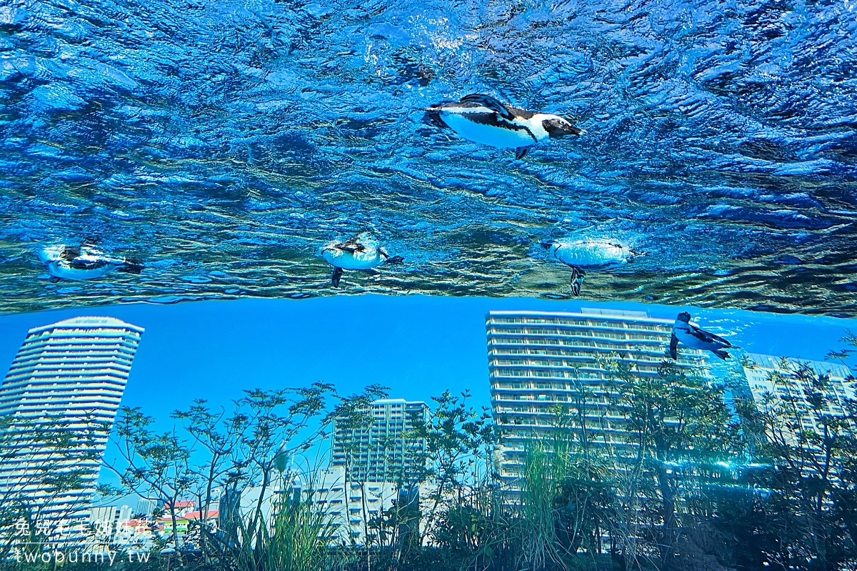 池袋陽光水族館 Sunshine Aquarium｜東京超酷天空水族館，城市漂浮企鵝太可愛!! @兔兒毛毛姊妹花