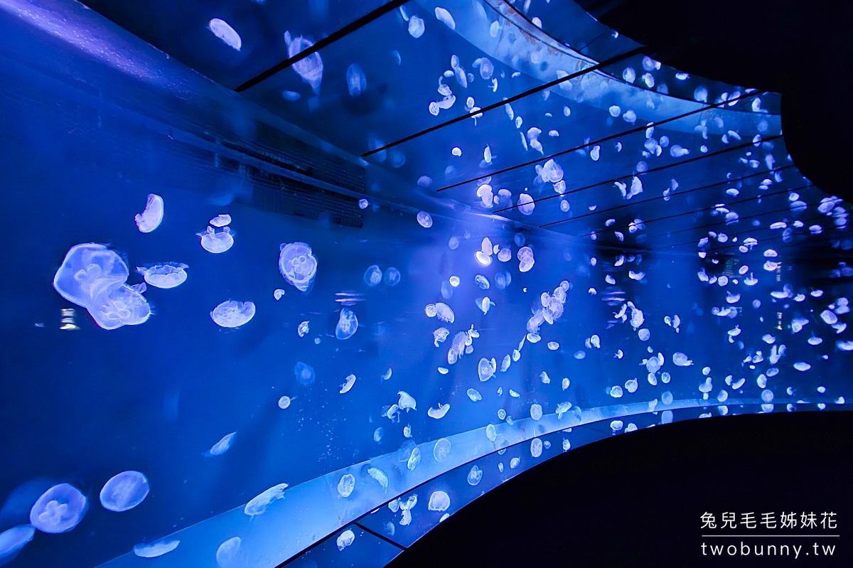 池袋陽光水族館 Sunshine Aquarium｜東京超酷天空水族館，城市漂浮企鵝太可愛!! @兔兒毛毛姊妹花