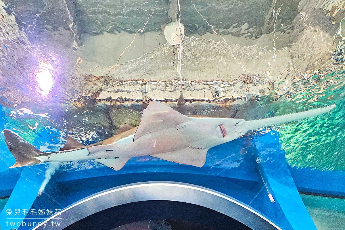 東京景點》Maxell Aqua Park 品川水族館～暢遊海底隧道、欣賞最華麗的聲光海豚秀 @兔兒毛毛姊妹花