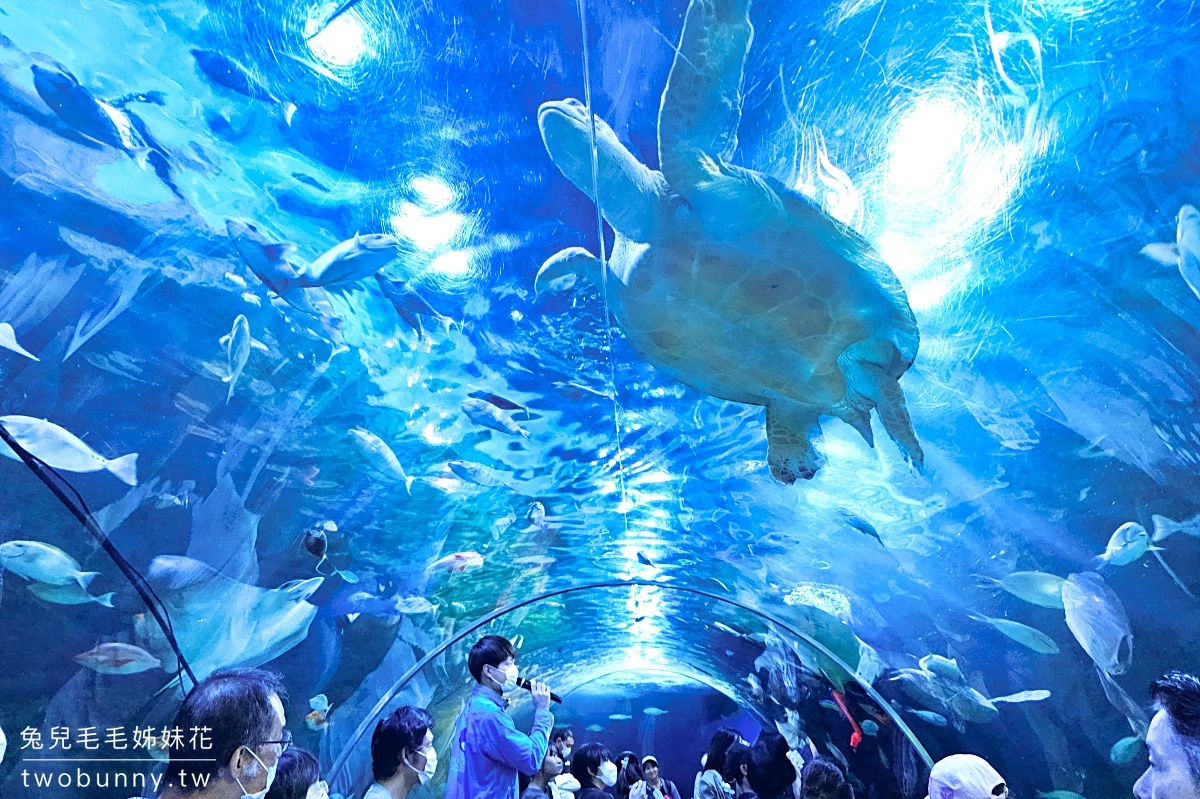 東京景點》品川水族館 しながわ水族館～海豚秀、海獅秀，海底隧道有海龜從頭頂游過 @兔兒毛毛姊妹花