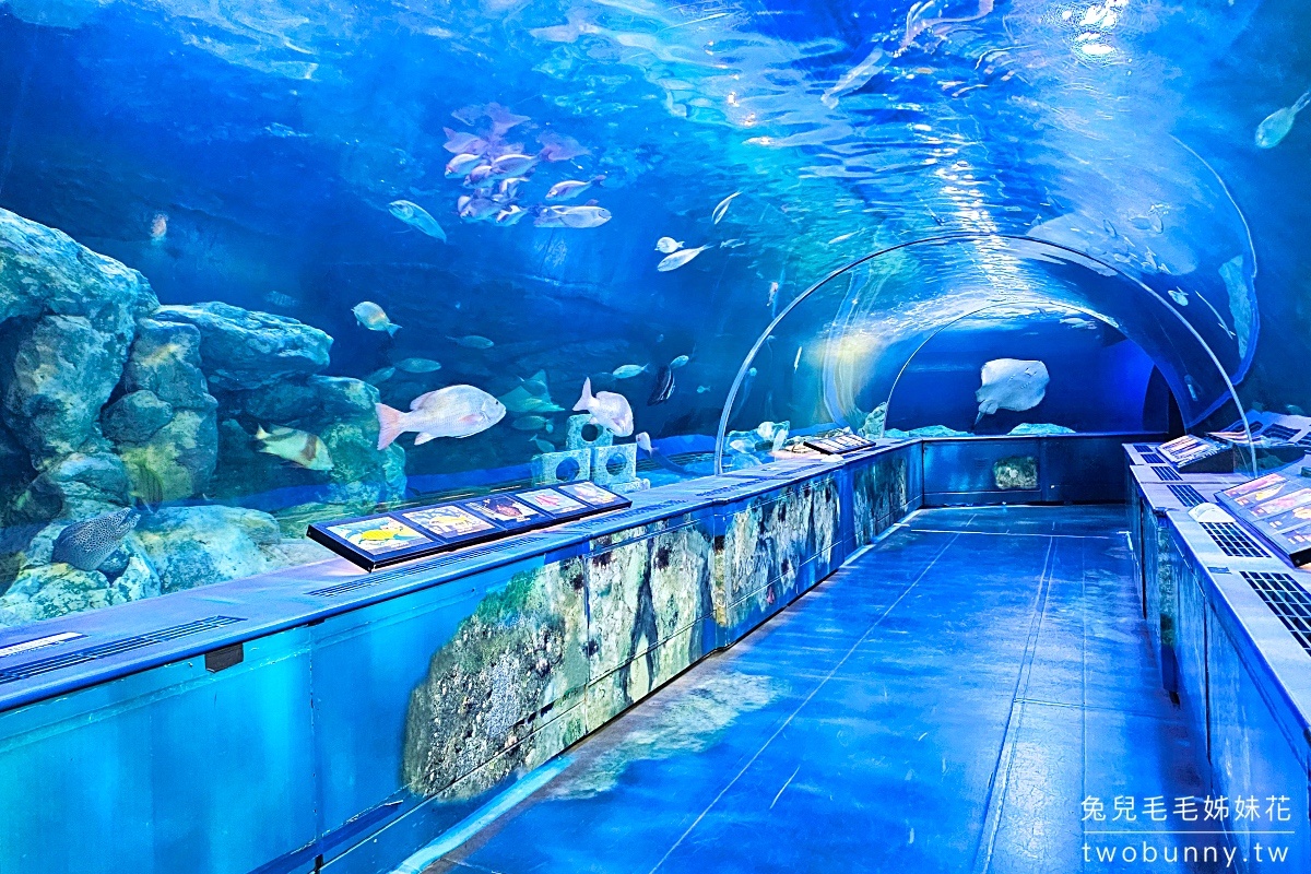 東京景點》品川水族館 しながわ水族館～海豚秀、海獅秀，海底隧道有海龜從頭頂游過 @兔兒毛毛姊妹花