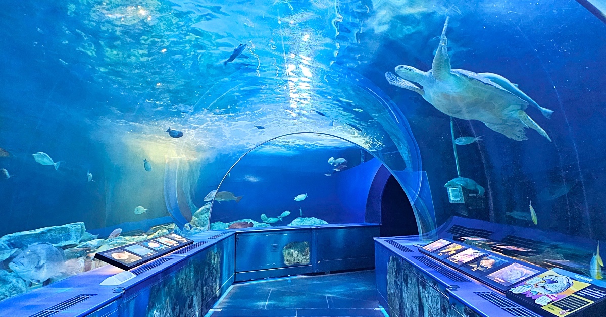 東京景點【品川水族館】しながわ水族館～海豚秀、海獅秀，海底隧道有海龜從頭頂游過 @兔兒毛毛姊妹花