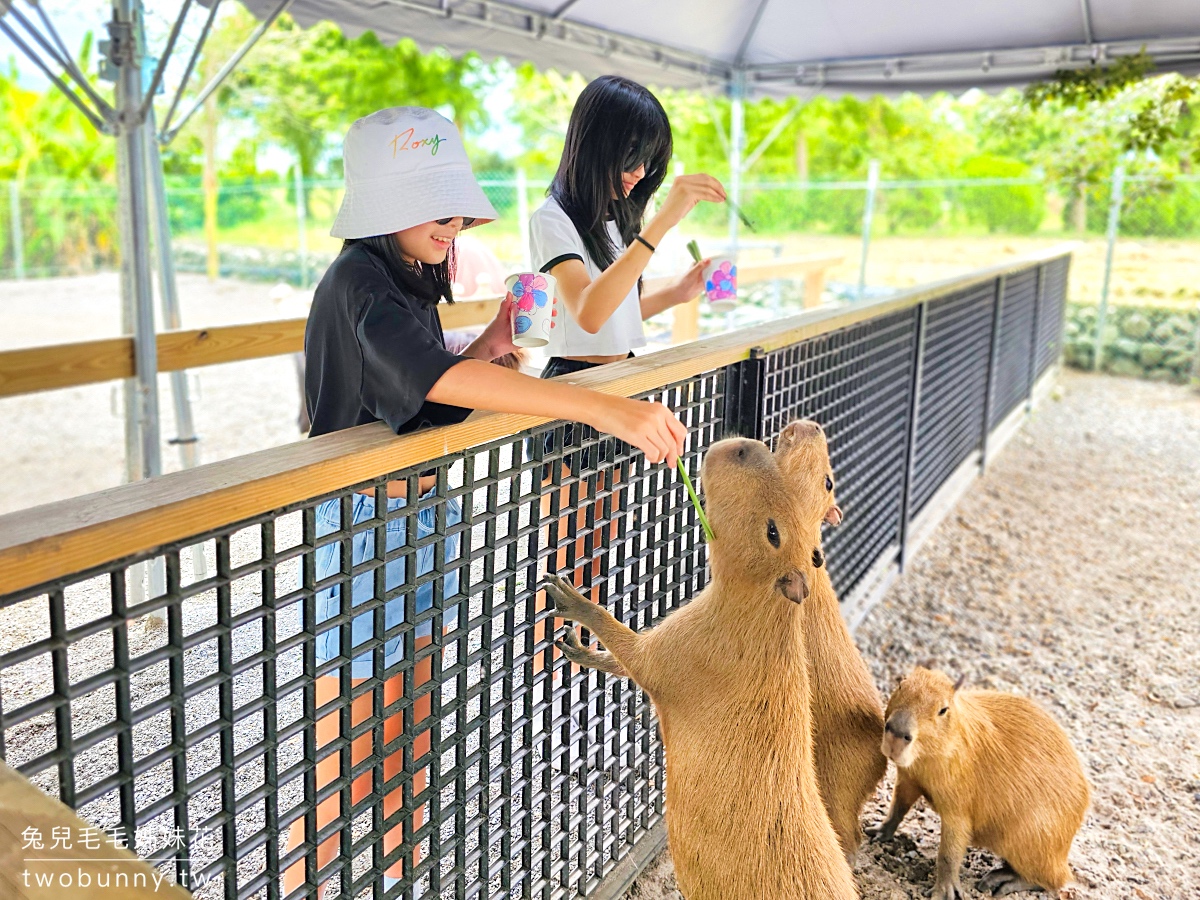 宜蘭景點「稻庄親子休閒農場」三星最美農場咖啡廳～餵動物、手搖船、開拖拉機，網美帳篷下午茶 @兔兒毛毛姊妹花