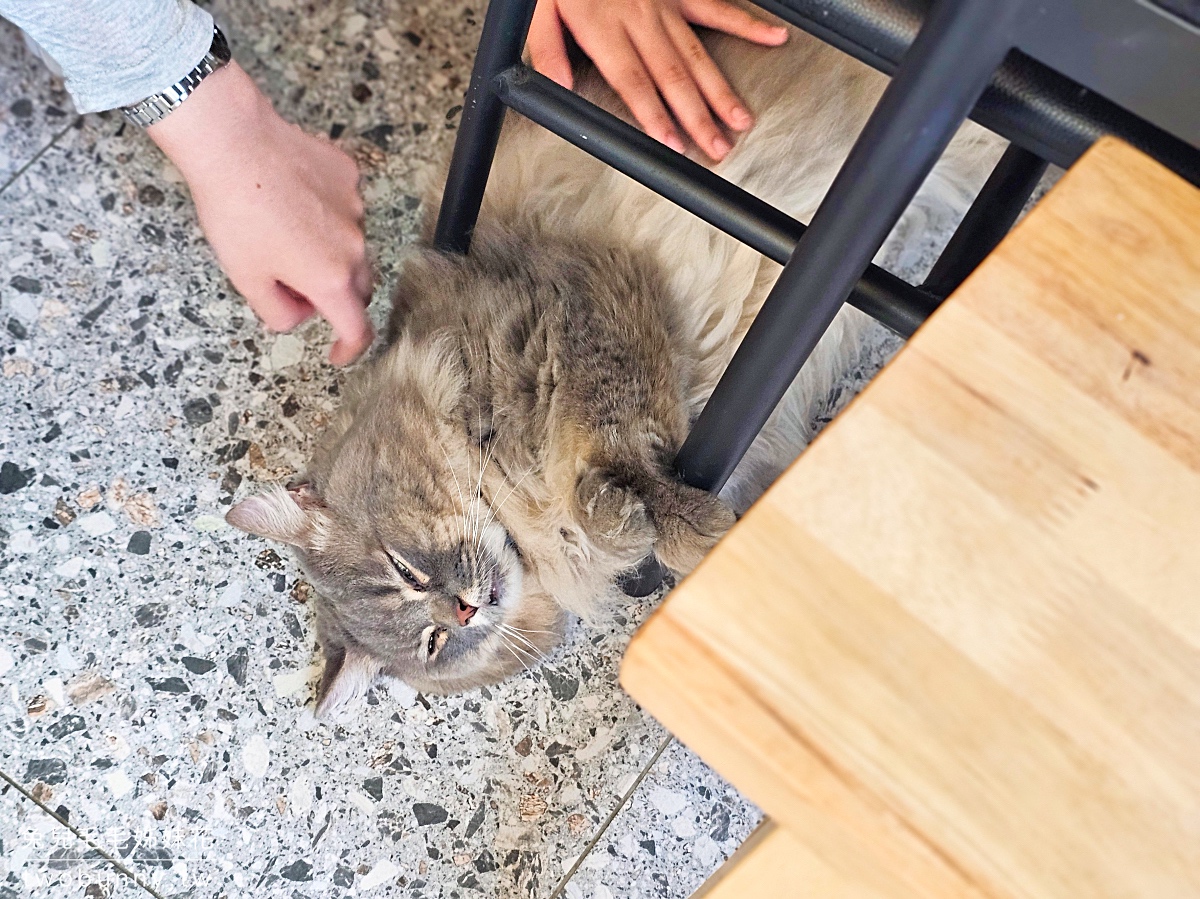 宜蘭礁溪貓咪咖啡廳「萬記商行」好拍網美風空間、超萌動物造型甜點，餐點精緻又美味 @兔兒毛毛姊妹花
