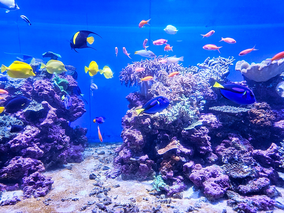 橫濱景點「橫濱八景島海島樂園」四座水族館＋16項遊樂設施～整座島就是一個海洋樂園 @兔兒毛毛姊妹花