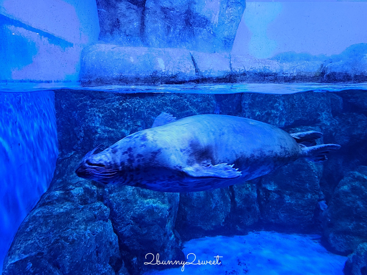 橫濱景點「橫濱八景島海島樂園」四座水族館＋16項遊樂設施～整座島就是一個海洋樂園 @兔兒毛毛姊妹花