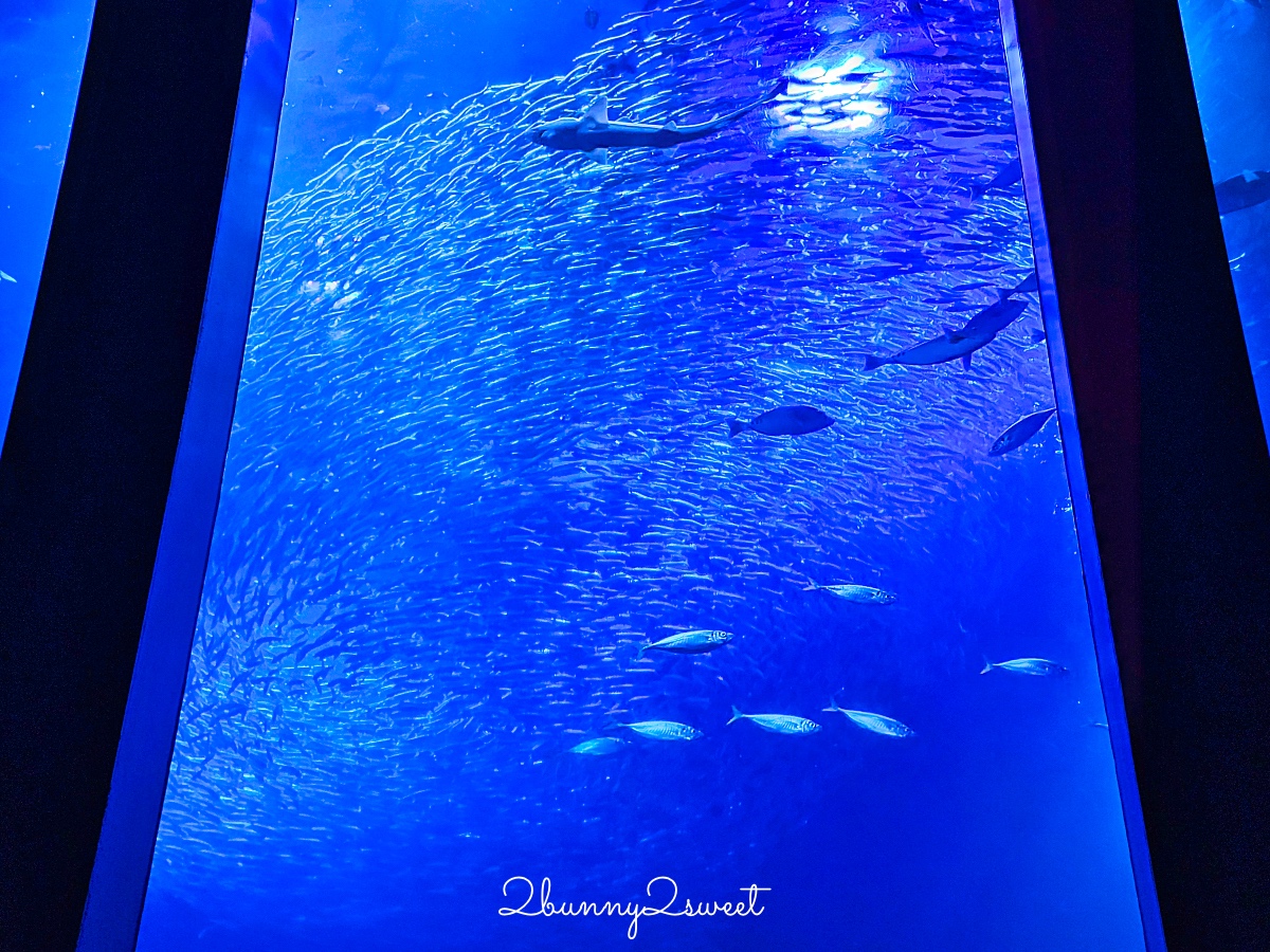 橫濱景點「橫濱八景島海島樂園」四座水族館＋16項遊樂設施～整座島就是一個海洋樂園 @兔兒毛毛姊妹花