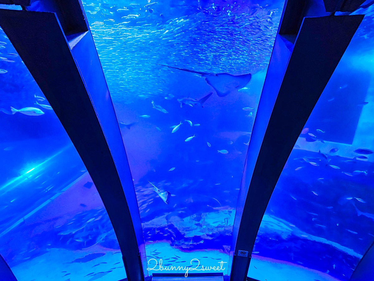 橫濱景點「橫濱八景島海島樂園」四座水族館＋16項遊樂設施～整座島就是一個海洋樂園 @兔兒毛毛姊妹花