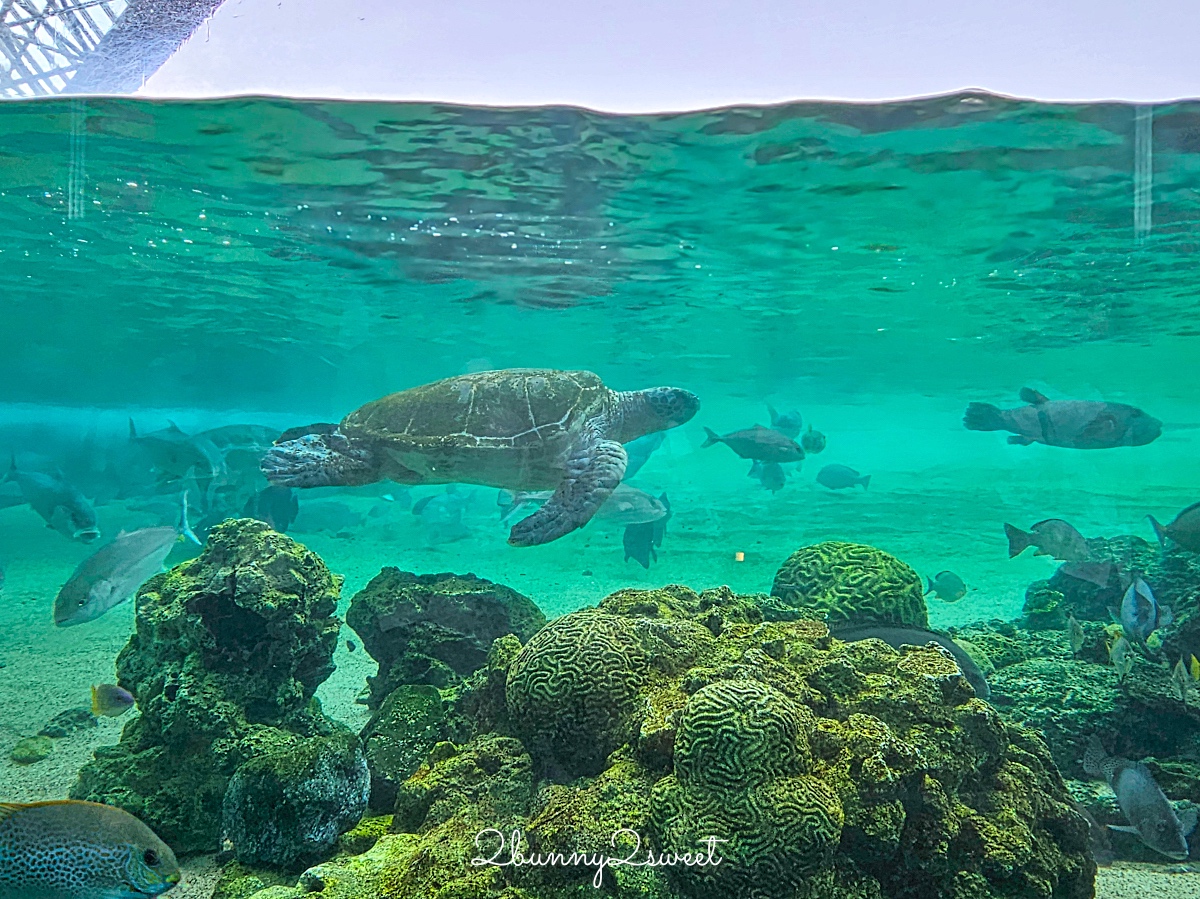 橫濱景點「橫濱八景島海島樂園」四座水族館＋16項遊樂設施～整座島就是一個海洋樂園 @兔兒毛毛姊妹花