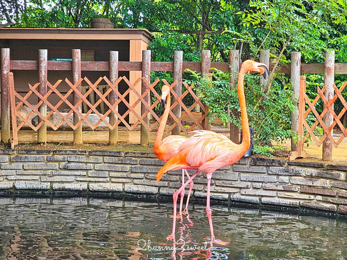 橫濱景點「橫濱八景島海島樂園」四座水族館＋16項遊樂設施～整座島就是一個海洋樂園 @兔兒毛毛姊妹花