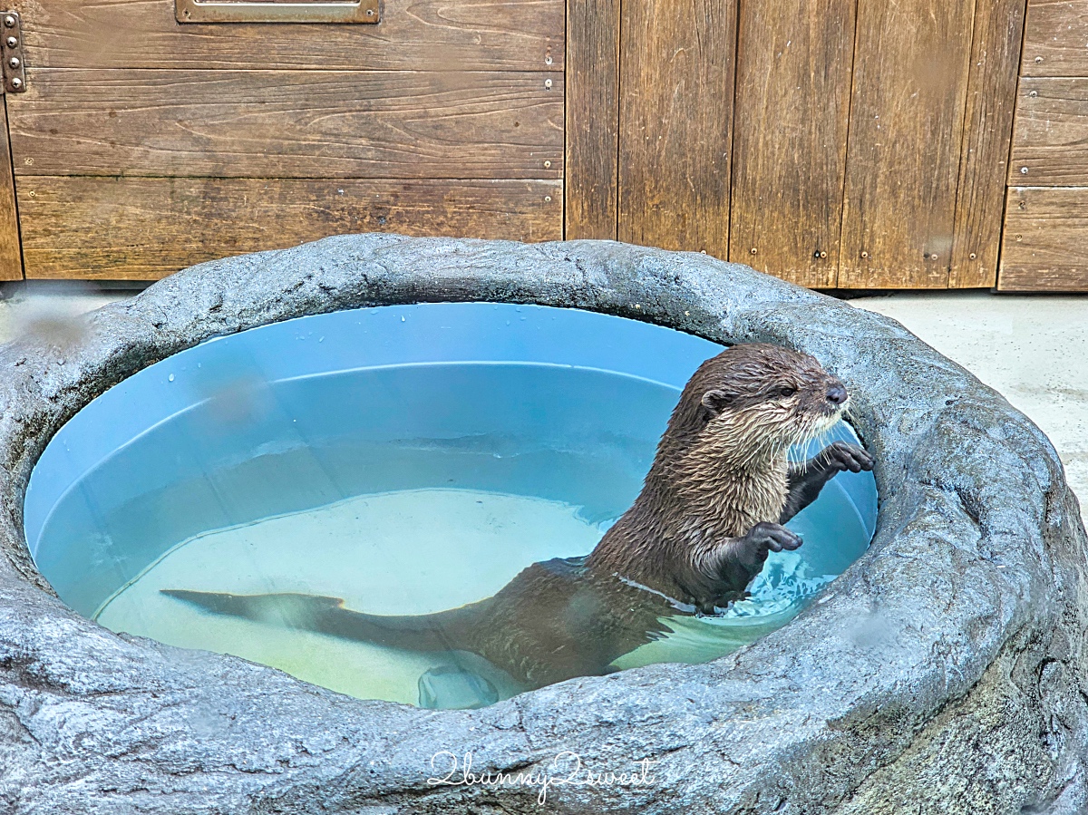 橫濱景點「橫濱八景島海島樂園」四座水族館＋16項遊樂設施～整座島就是一個海洋樂園 @兔兒毛毛姊妹花