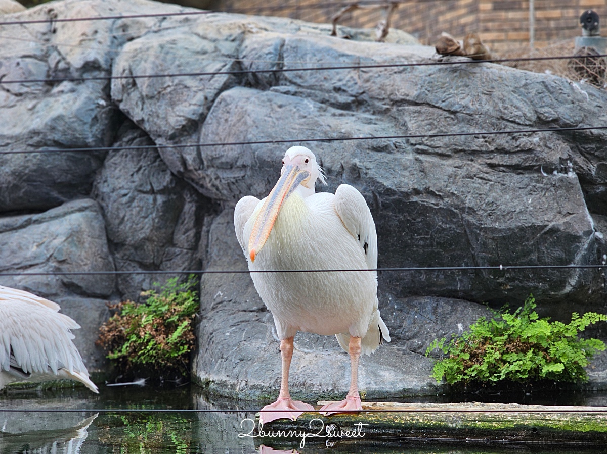 橫濱景點「橫濱八景島海島樂園」四座水族館＋16項遊樂設施～整座島就是一個海洋樂園 @兔兒毛毛姊妹花