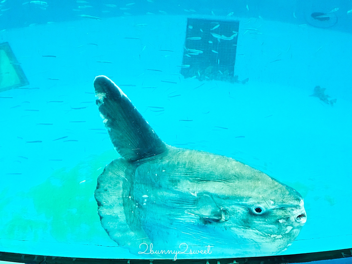 橫濱景點「橫濱八景島海島樂園」四座水族館＋16項遊樂設施～整座島就是一個海洋樂園 @兔兒毛毛姊妹花