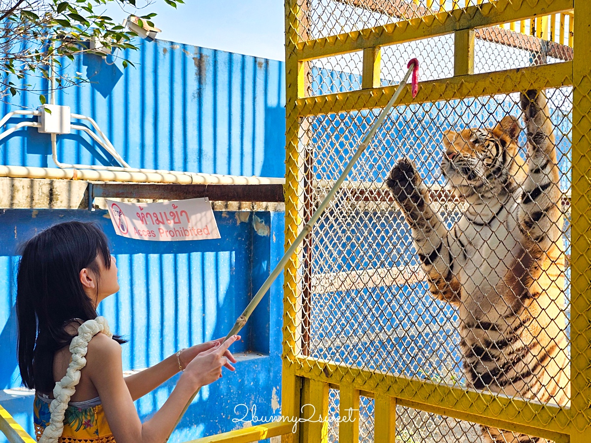曼谷景點「Cafe MiniZoo Garden River 8」可以看長頸鹿、和老虎合照～根本小型動物園 @兔兒毛毛姊妹花