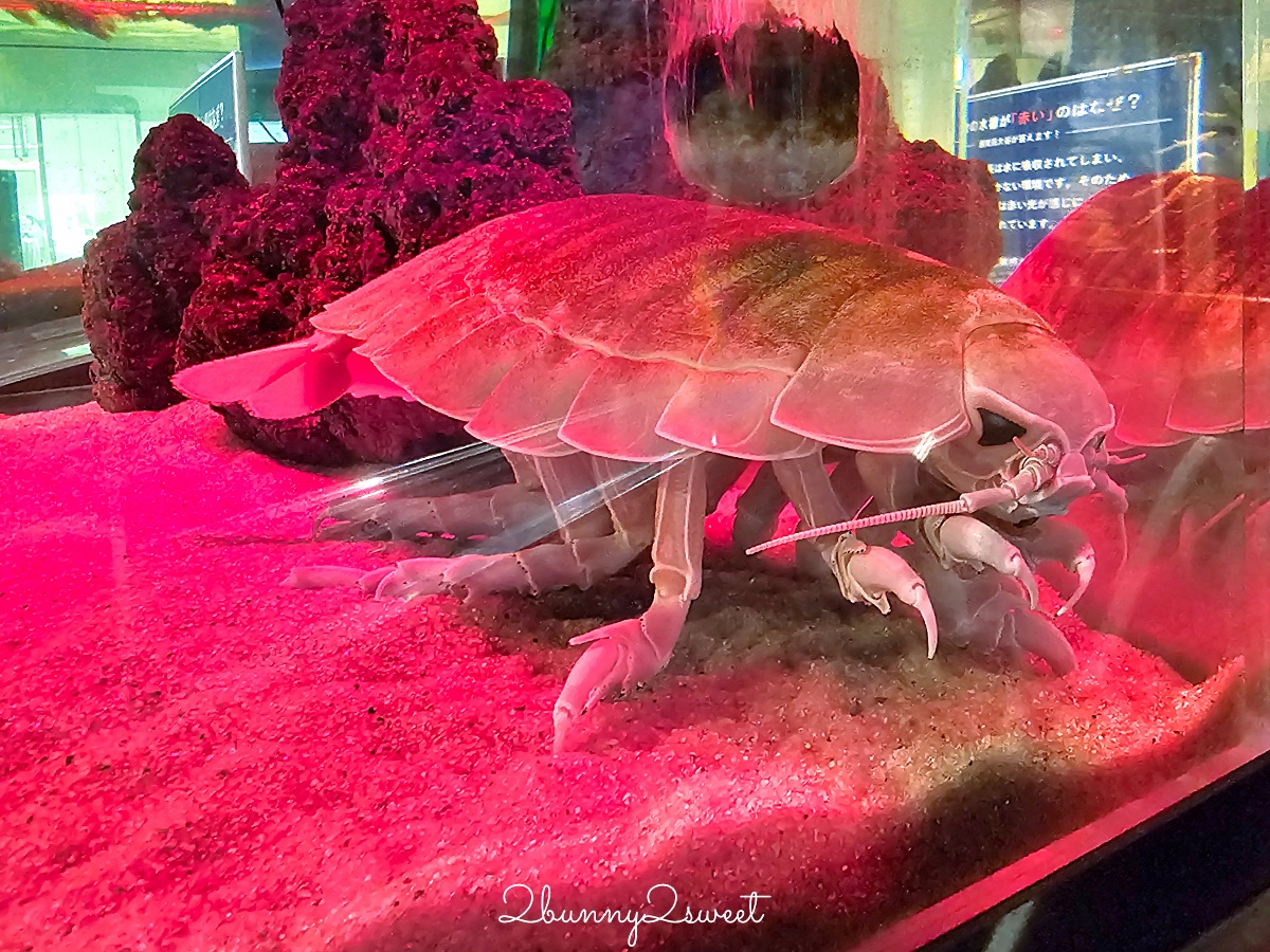 仙台景點｜仙台海洋之森水族館：和企鵝互動餵食的療癒親子景點 うみの杜水族館 @兔兒毛毛姊妹花