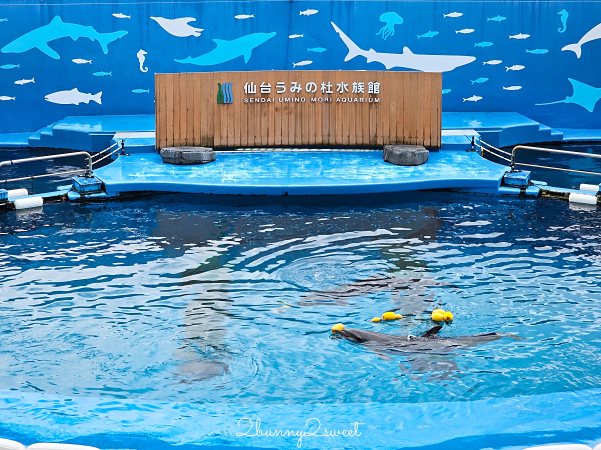 仙台景點｜仙台海洋之森水族館：和企鵝互動餵食的療癒親子景點 うみの杜水族館 @兔兒毛毛姊妹花