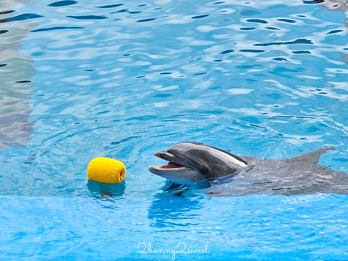 仙台景點｜仙台海洋之森水族館：和企鵝互動餵食的療癒親子景點 うみの杜水族館 @兔兒毛毛姊妹花