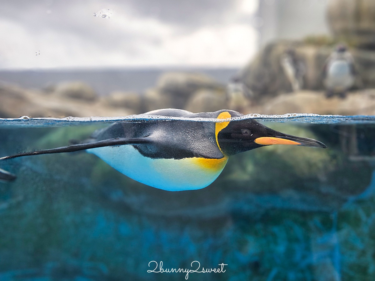 仙台景點｜仙台海洋之森水族館：和企鵝互動餵食的療癒親子景點 うみの杜水族館 @兔兒毛毛姊妹花