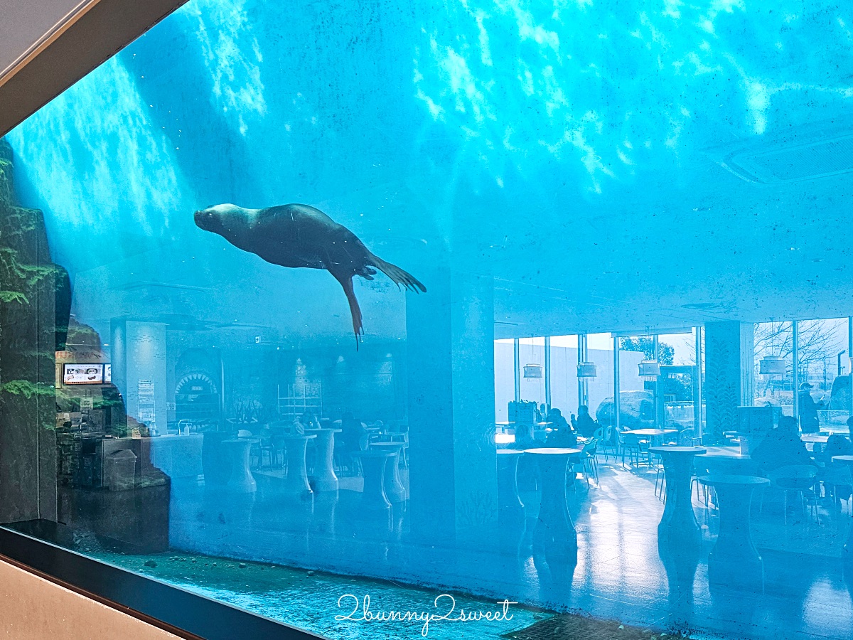 仙台景點｜仙台海洋之森水族館：和企鵝互動餵食的療癒親子景點 うみの杜水族館 @兔兒毛毛姊妹花