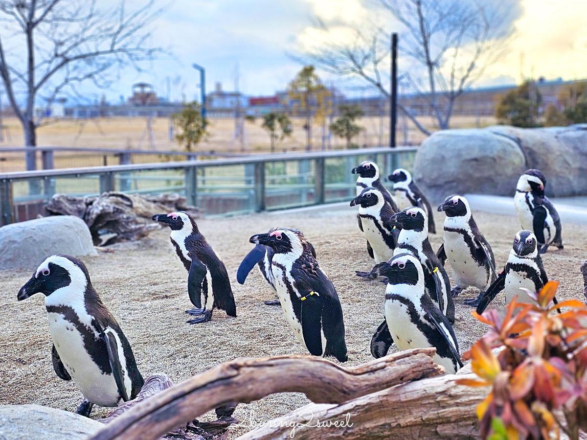 仙台景點｜仙台海洋之森水族館：和企鵝互動餵食的療癒親子景點 うみの杜水族館 @兔兒毛毛姊妹花