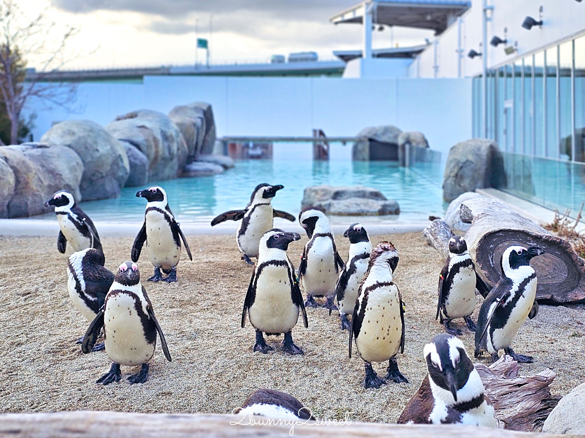 仙台景點｜仙台海洋之森水族館：和企鵝互動餵食的療癒親子景點 うみの杜水族館 @兔兒毛毛姊妹花
