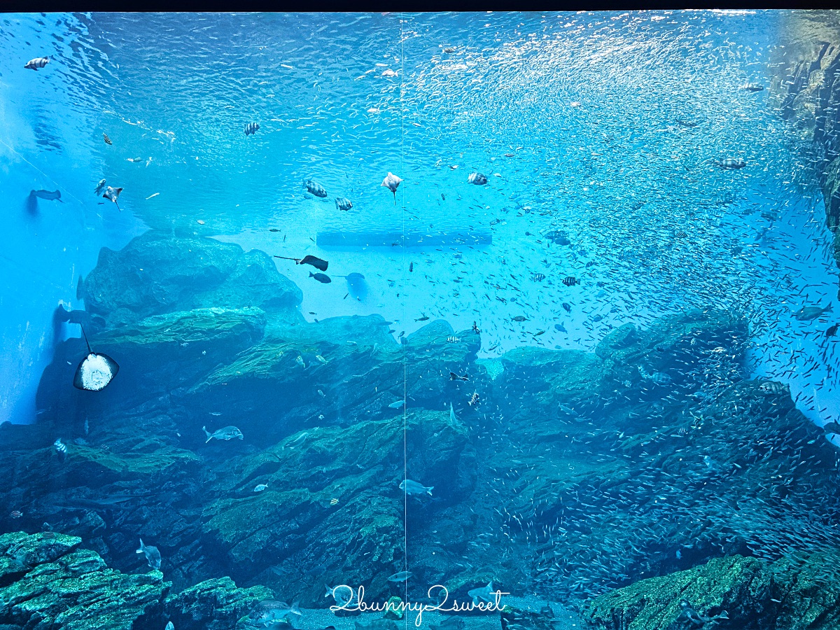 仙台景點｜仙台海洋之森水族館：和企鵝互動餵食的療癒親子景點 うみの杜水族館 @兔兒毛毛姊妹花