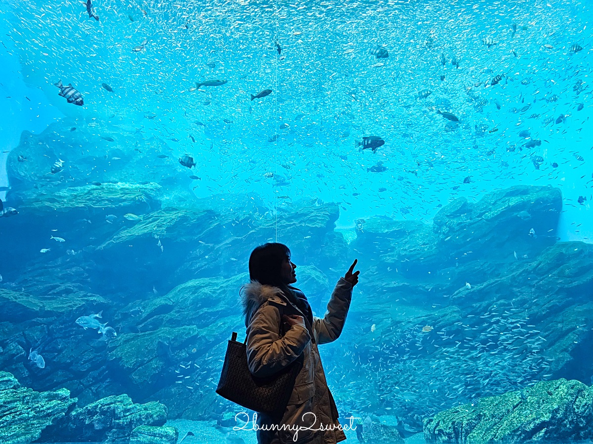 仙台景點｜仙台海洋之森水族館：和企鵝互動餵食的療癒親子景點 うみの杜水族館 @兔兒毛毛姊妹花