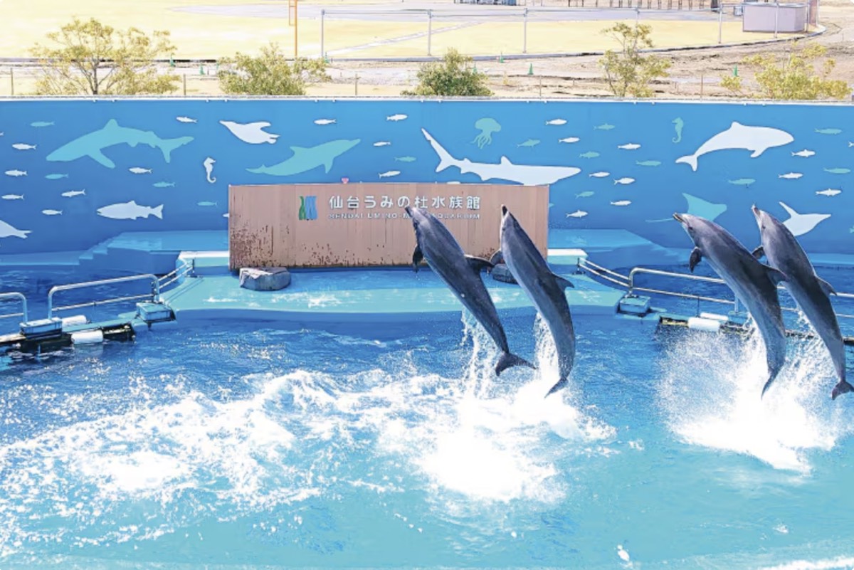 仙台景點｜仙台海洋之森水族館：和企鵝互動餵食的療癒親子景點 うみの杜水族館 @兔兒毛毛姊妹花