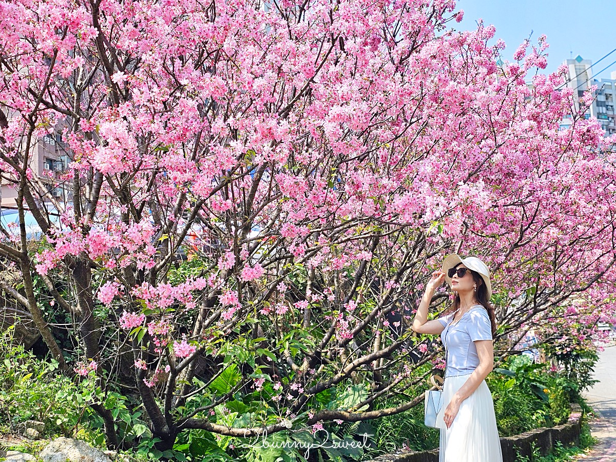 淡水櫻花「北投子溪櫻花生態步道」搭輕軌輕鬆抵達的免費賞櫻秘景！人不多神好拍 @兔兒毛毛姊妹花