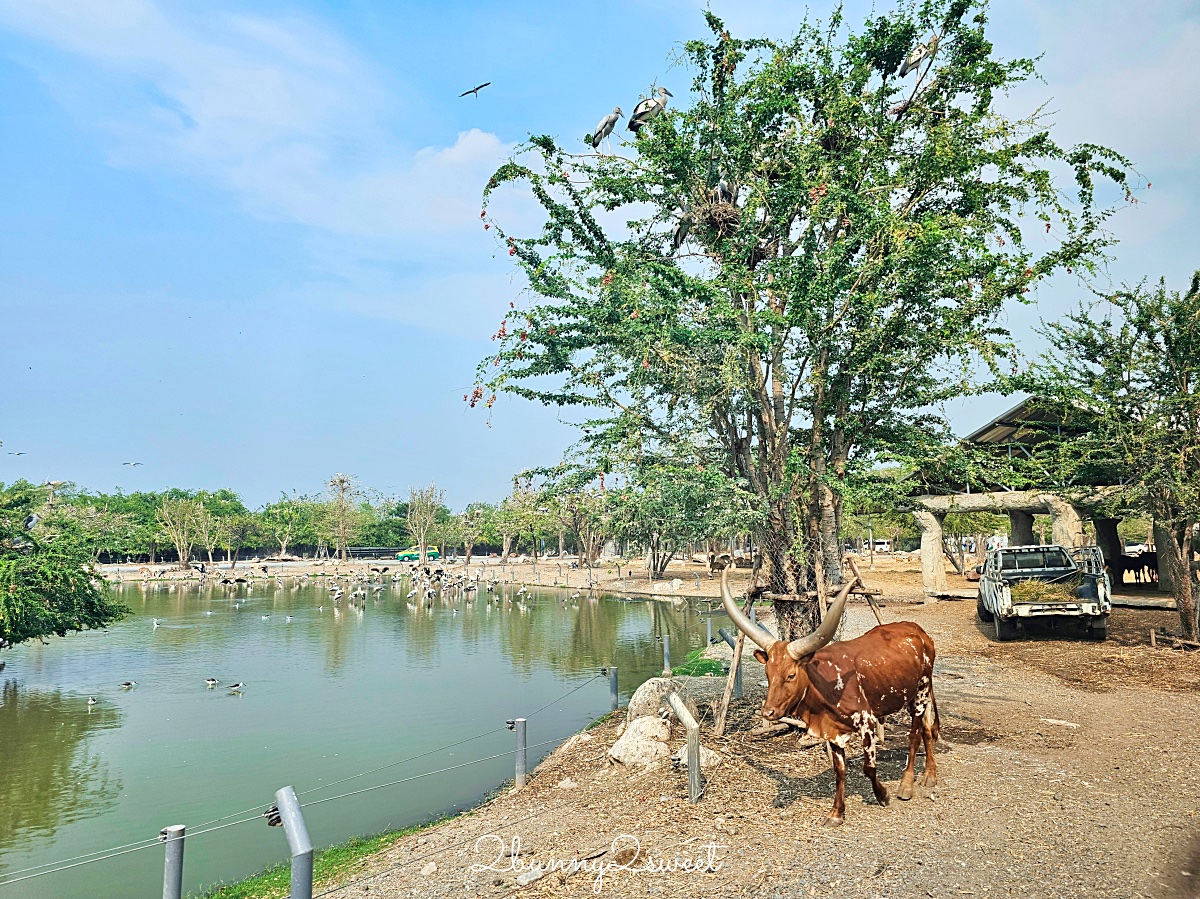 曼谷野生動物園｜賽福瑞野生動物園 Safari World：亞洲最大野生動物園上百隻長頸鹿隨你餵 @兔兒毛毛姊妹花