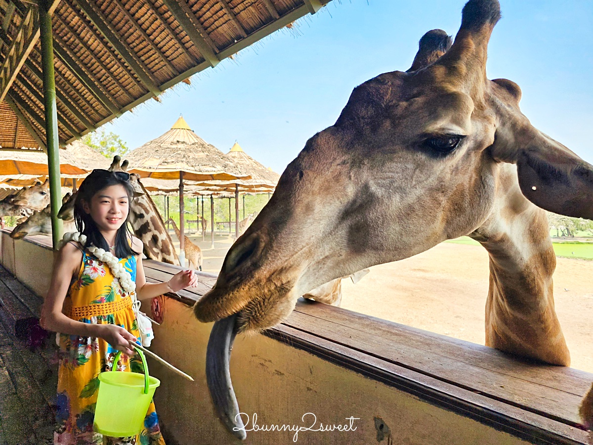 曼谷野生動物園｜賽福瑞野生動物園 Safari World：亞洲最大野生動物園上百隻長頸鹿隨你餵 @兔兒毛毛姊妹花