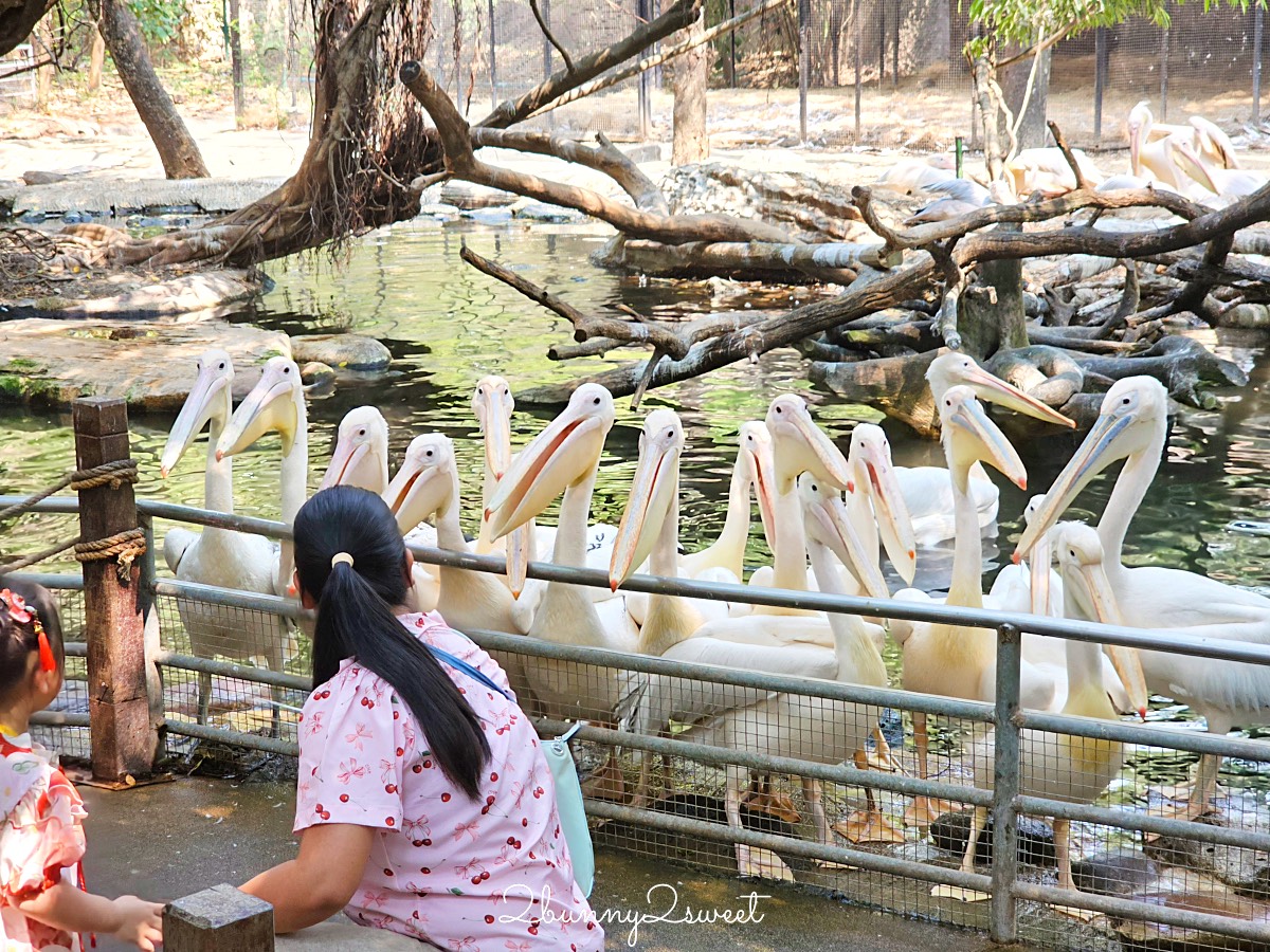 曼谷野生動物園｜賽福瑞野生動物園 Safari World：亞洲最大野生動物園上百隻長頸鹿隨你餵 @兔兒毛毛姊妹花