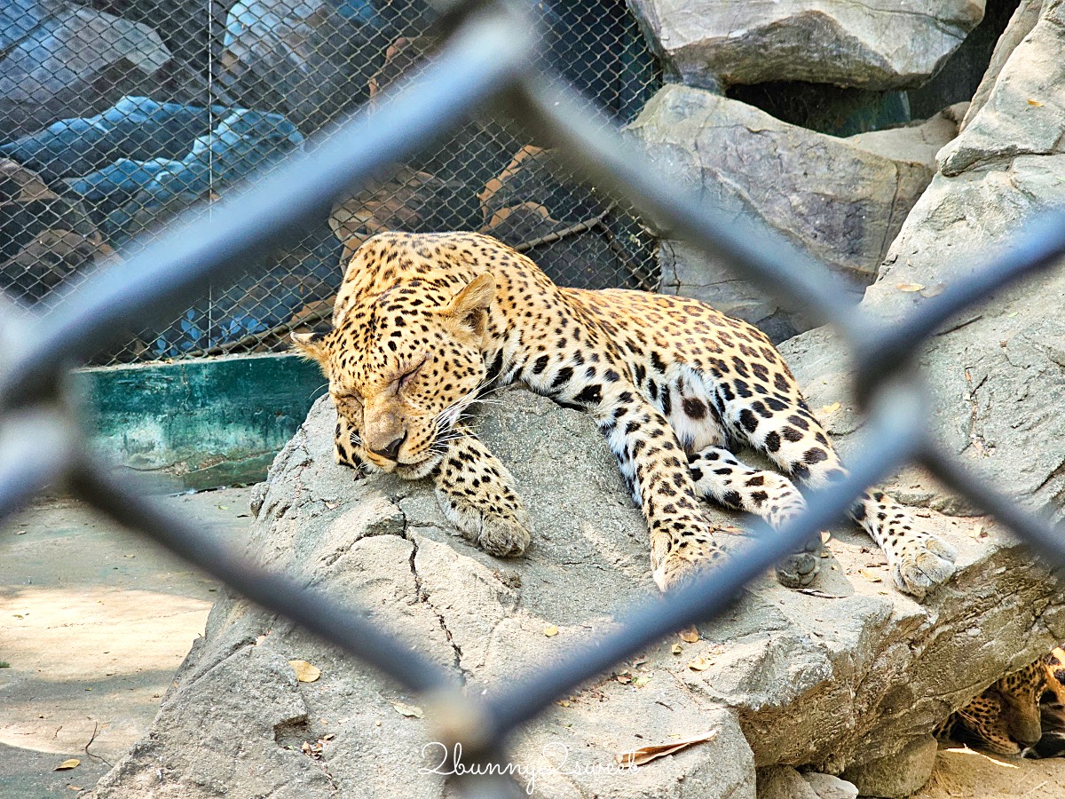 曼谷野生動物園｜賽福瑞野生動物園 Safari World：亞洲最大野生動物園上百隻長頸鹿隨你餵 @兔兒毛毛姊妹花