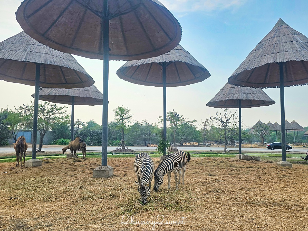 曼谷野生動物園｜賽福瑞野生動物園 Safari World：亞洲最大野生動物園上百隻長頸鹿隨你餵 @兔兒毛毛姊妹花
