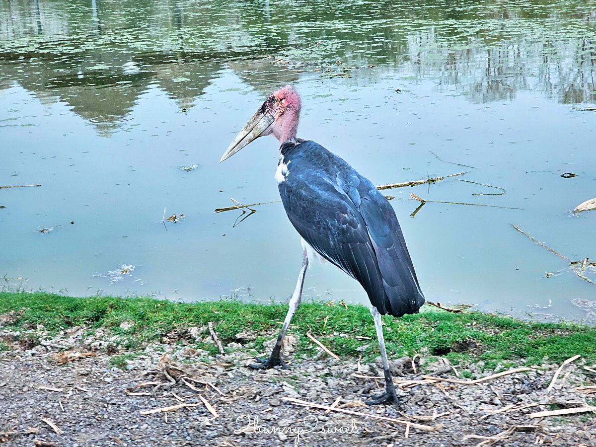 曼谷野生動物園｜賽福瑞野生動物園 Safari World：亞洲最大野生動物園上百隻長頸鹿隨你餵 @兔兒毛毛姊妹花