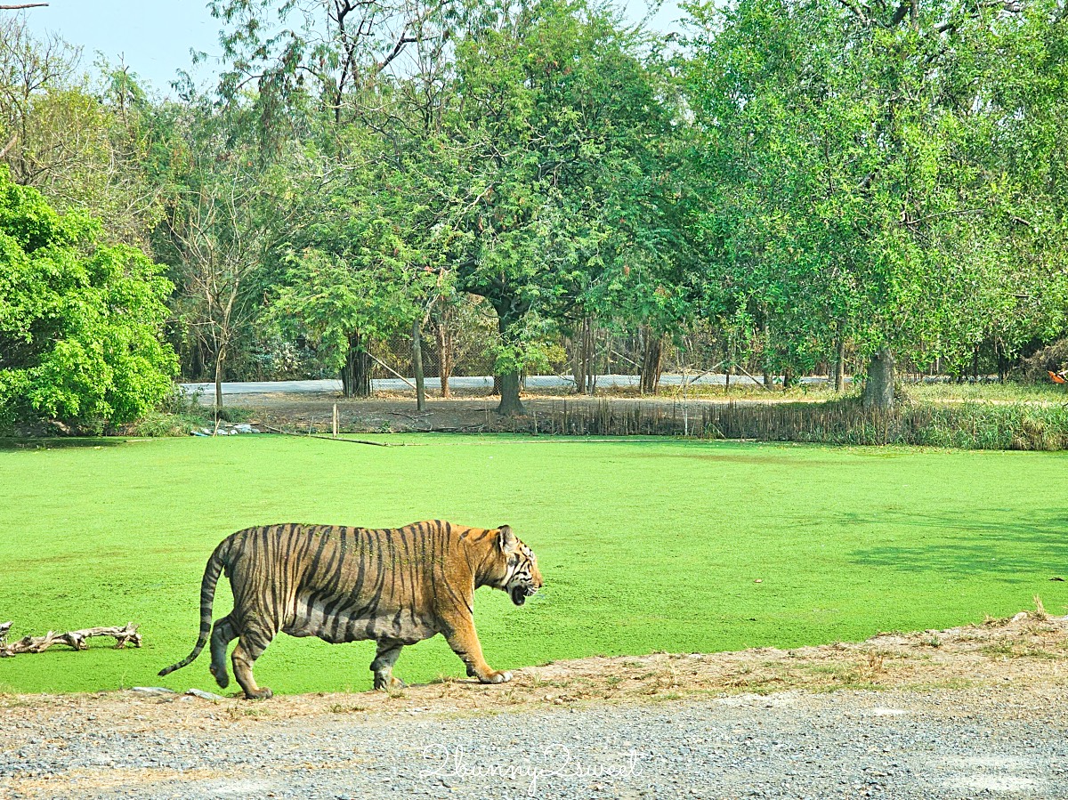 曼谷野生動物園｜賽福瑞野生動物園 Safari World：亞洲最大野生動物園上百隻長頸鹿隨你餵 @兔兒毛毛姊妹花