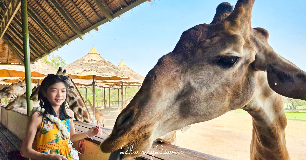 曼谷野生動物園｜賽福瑞野生動物園 Safari World：亞洲最大野生動物園上百隻長頸鹿隨你餵 @兔兒毛毛姊妹花